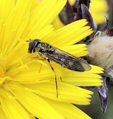 Meliscaeva auricollis