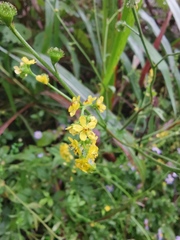Agrimonia pilosa
