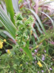 Agrimonia pilosa