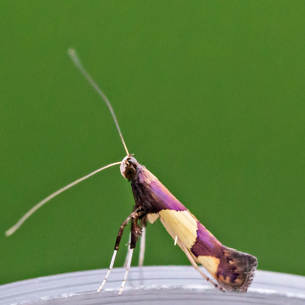 Maple Caloptilia Moth