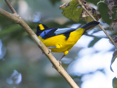 Anisognathus somptuosus