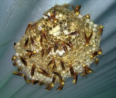 Polistes cavapyta