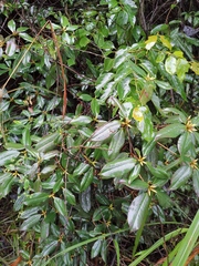 Rhododendron latoucheae