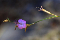 Dianthus gracilis