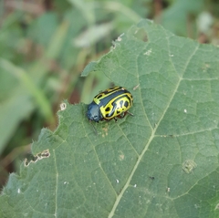 Calligrapha serpentina