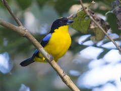 Anisognathus somptuosus