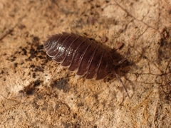 Porcellio obsoletus