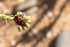 Eurydema spectabilis