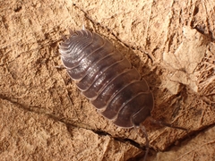 Porcellio obsoletus
