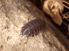 Porcellio obsoletus