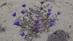 Monardella sinuata nigrescens