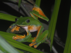 Rhacophorus reinwardtii