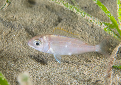 Pagellus erythrinus