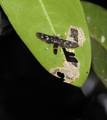 Lepidoptera