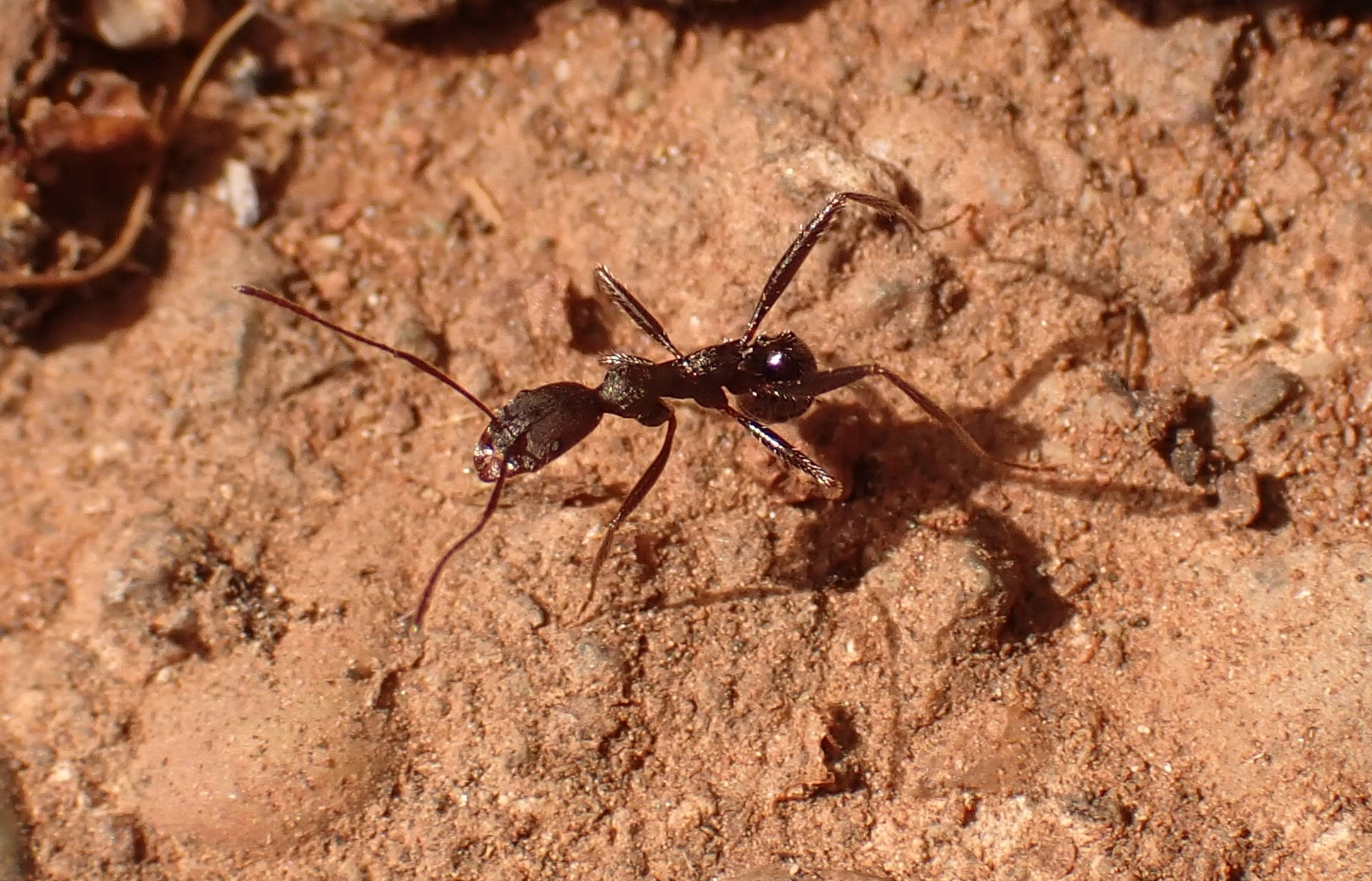Aphaenogaster sporadis