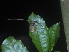 Acalolepta rusticatrix