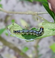 Lepidoptera