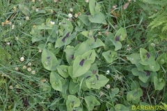 Aristolochia rotunda