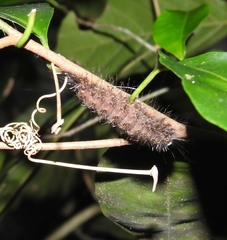 Lepidoptera