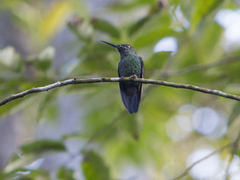 Heliodoxa leadbeateri