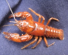 Cambarus asperimanus
