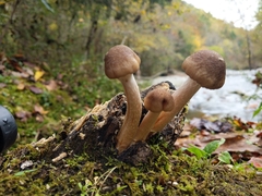 Armillaria novae-zelandiae