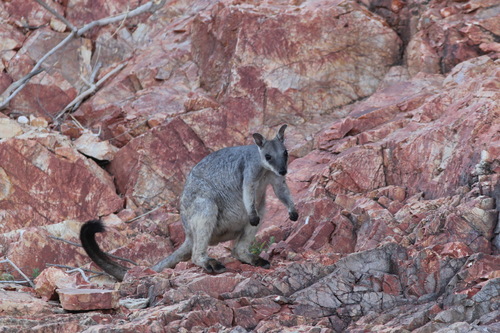 Western Short-eared Rock Wallaby