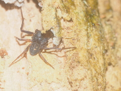 Cebrenninus