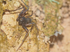 Cebrenninus