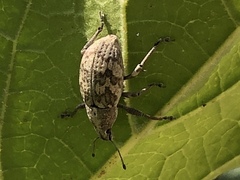 Epicaerus texanus