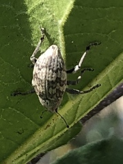 Epicaerus texanus
