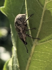 Epicaerus texanus
