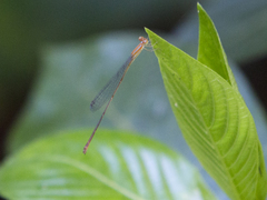 Leptobasis vacillans