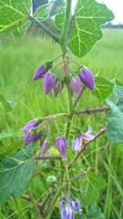 Solanum palinacanthum