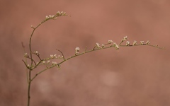 Eriogonum exaltatum