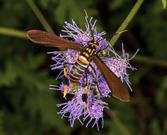 Horama panthalon texana