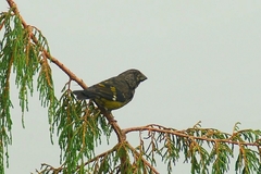 Mycerobas carnipes