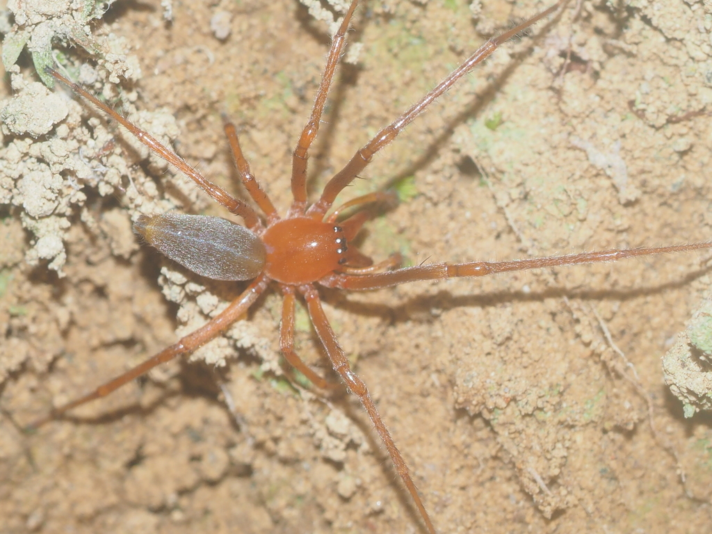 Cheiracanthium daquilium