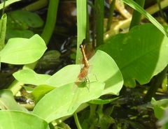 Brachythemis contaminata