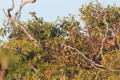 Psophodes nigrogularis