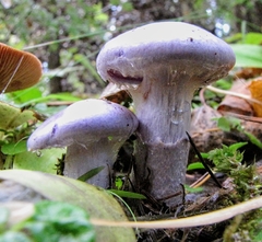 Cortinarius subfoetidus