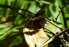 Catonephele numilia esite