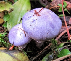 Cortinarius subfoetidus