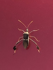 Leptoglossus zonatus