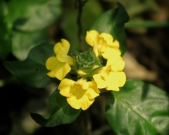 Stenandrium tenellum