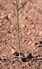 Eriogonum exaltatum