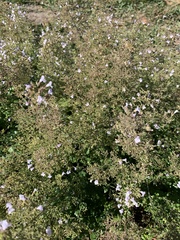 Angiospermae