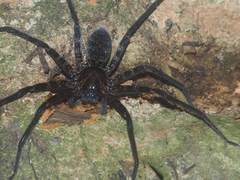 Heteropoda tetrica