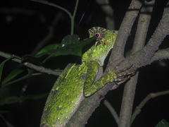 Gonocephalus kuhlii