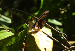 Catonephele numilia esite